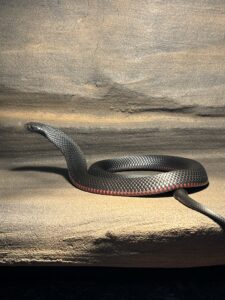 Red Bellied Black Snake