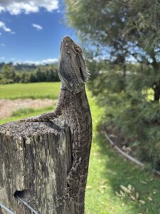 Eastern Bearded Dragon