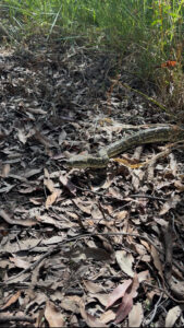 Coastal Carpet Python