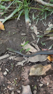 Yellow-faced whip snake