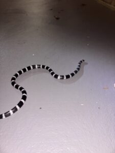 Bandy-bandy Snake