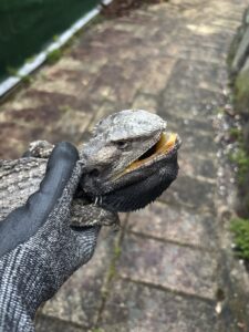 Eastern Bearded Dragon